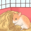 Ta hand om hamsterbebisar