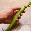 Förbereder wasabi