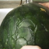 Frysande vattenmelon