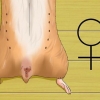 Att veta om din hamster är gravid