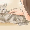 Att veta om din katt är döende