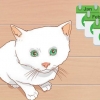Att veta när en kattunge är tillräckligt gammal för kastrering eller kastrering