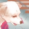 Ta reda på när din hund är sjuk