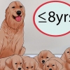 Att veta när man ska sluta föda upp en honhund