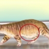 Diagnostisera maskar hos en katt