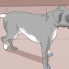 Se om en hund har ont