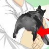 Se om en katt har kastrerats