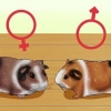 Se om ditt marsvin är gravid