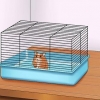 Få din hamster att lita på dig