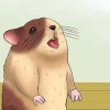 Håll din hamster sval i varmt väder