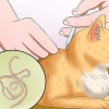 Håll din katt från att kräkas
