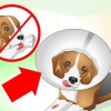 Ta hand om en hund med stygn