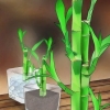 Ta hand om lycklig bambu