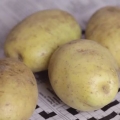 Förvara potatis