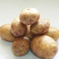 Frysning av potatis