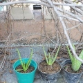 Aloe vera växter