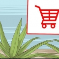 Odla och använda aloe vera för medicinska ändamål