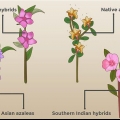 Plantera azaleor