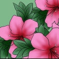 Att ta hand om azaleor