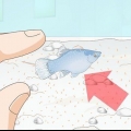 Att ta hand om baby platy fisk