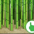Skära bambu