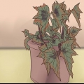 Att odla begonia