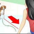 Förstå vad din hund vill ha