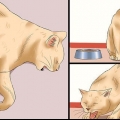 Hur man avgör om en katt har rabies