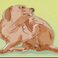 Avgöra om din hund har loppor