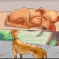 Bestämma om din hund ska sova