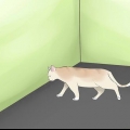 Avgöra om din katt är blind