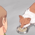 Besluta om din katt ska sova
