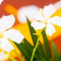 Håll blommorna fräscha längre