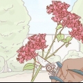 Förökning av bougainvillea