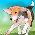 Träning beagle