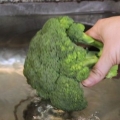 Rengöring av broccoli