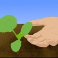 Växande cantaloupes