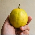 Mogna citroner