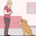 Kommunicera med din hund