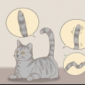 Kommunicera med din katt