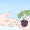 Odla zucchini