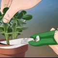 Växande crassula ovata