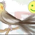Förstå cockatiels gester