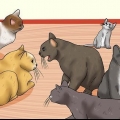 Att känna igen tecknen på kattmisshandel