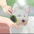 Trimma en westie's coat