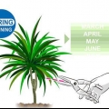 Beskärning dracaena