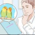 Uppfödning av lovebirds