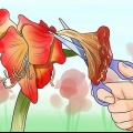 Får en amaryllis att blomma igen