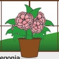 Att ta hand om en begonia