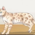 Identifiera en bengal